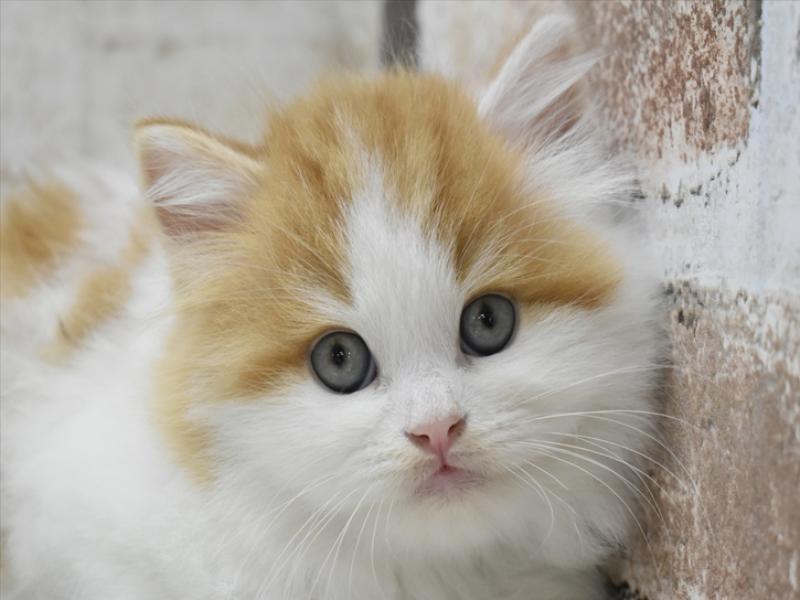 富山県のスコティッシュストレート (ワンラブ富山ファボーレ店/2024年3月19日生まれ/男の子/レッドタビーホワイト)の子猫