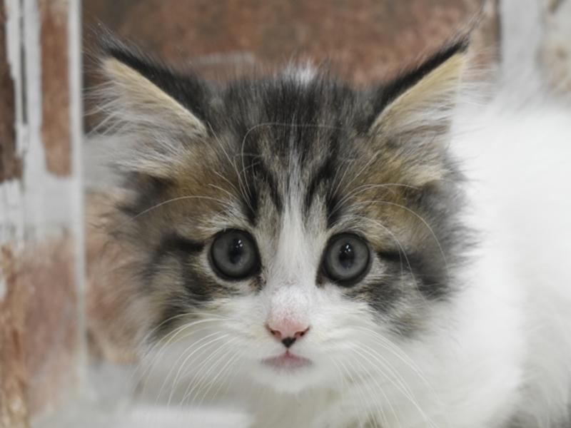 奈良県のマンチカン (ワンラブミ・ナーラ奈良店/2024年3月18日生まれ/男の子/ブラウンタビーホワイト)の子猫
