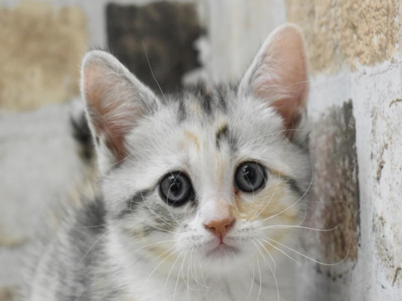 愛知県のスコティッシュフォールド (ワンラブヨシヅヤ名古屋名西店/2024年3月18日生まれ/女の子/シルバーパッチドタビーホワイト)の子猫