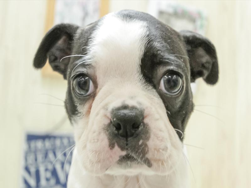 愛知県のボストンテリア (ワンラブドン・キホーテ緑店/2024年3月23日生まれ/女の子/ブリンドルホワイト)の子犬