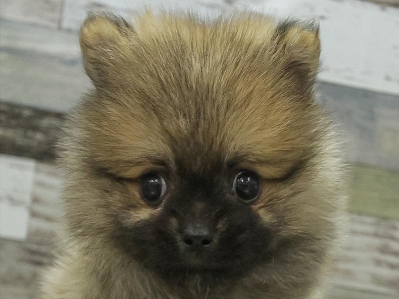愛知県のハーフ犬 (ワンラブ豊橋豊川線通り店/2024年3月24日生まれ/女の子/オレンジ)の子犬