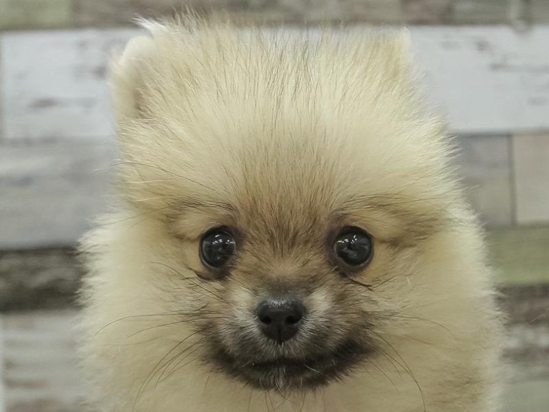 富山県のポメラニアン (ワンラブ富山ファボーレ店/2024年3月23日生まれ/女の子/ウルフセーブル)の子犬
