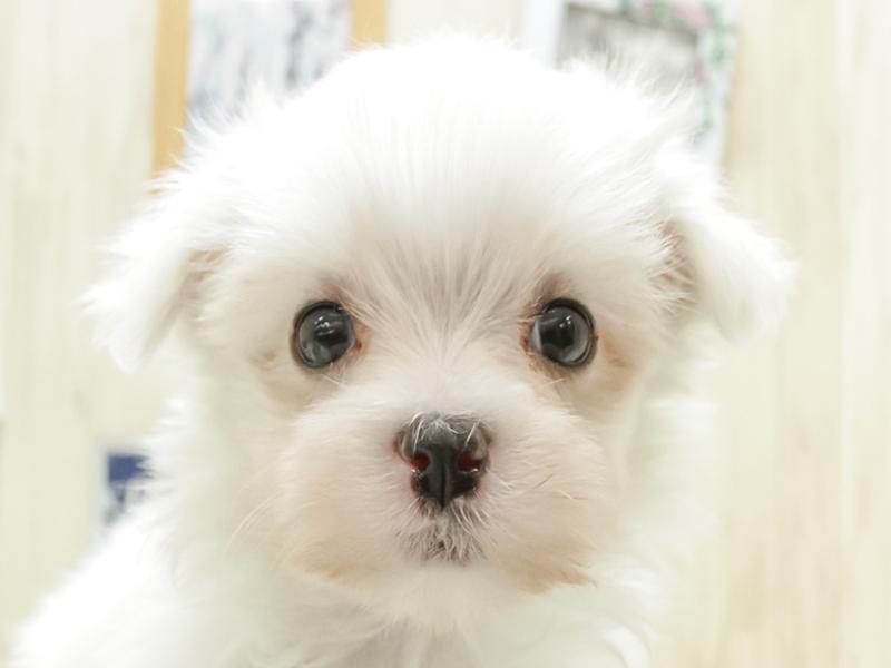 富山県のマルチーズ (ワンラブアピア富山店/2024年3月20日生まれ/男の子/ホワイト)の子犬