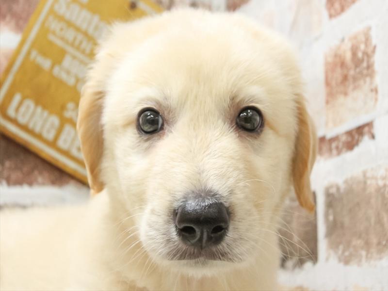 愛知県のハーフ犬 (ワンラブカインズ小牧店/2024年3月24日生まれ/男の子/クリーム)の子犬
