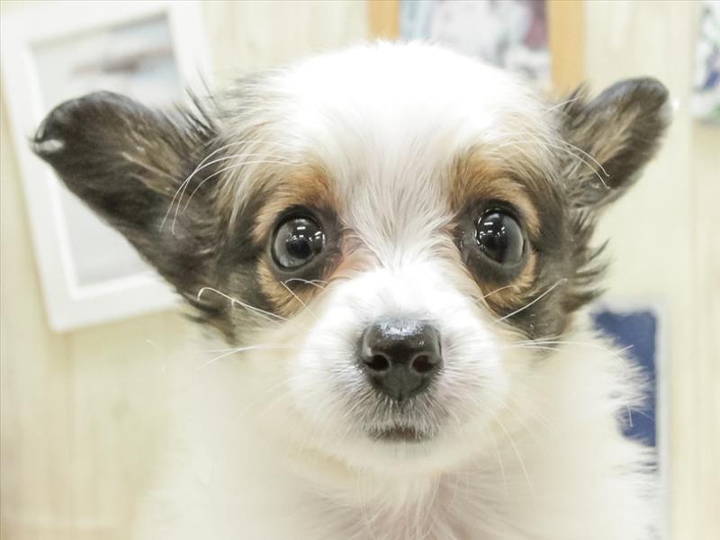 愛知県のパピヨン (ワンラブヨシヅヤ名古屋名西店/2024年3月21日生まれ/女の子/ホワイトブラウン)の子犬