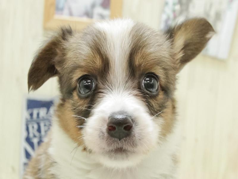 愛知県のハーフ犬 (ワンラブコメリパワー名古屋竜泉寺北店/2024年3月22日生まれ/男の子/レッドホワイト)の子犬