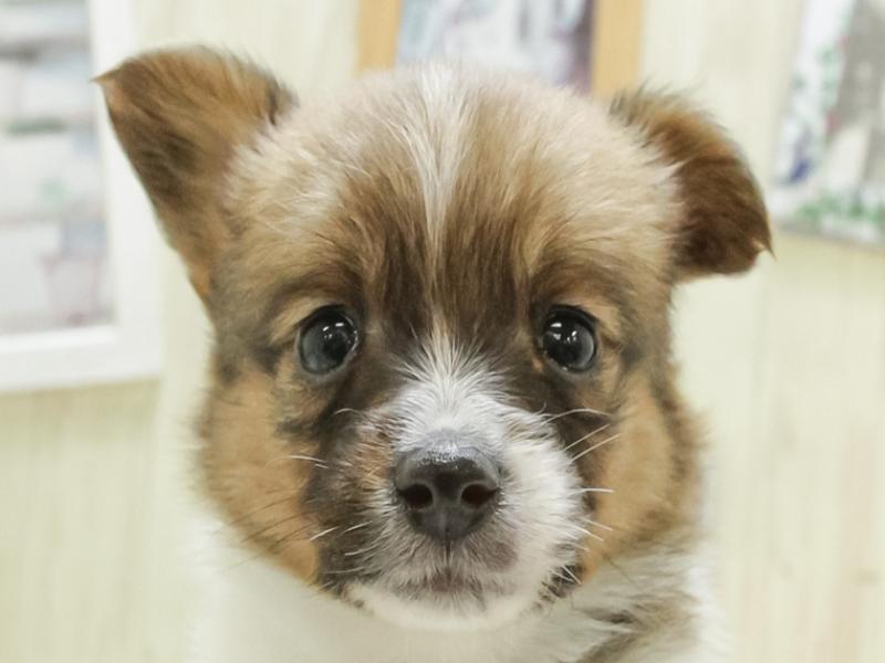 愛知県のハーフ犬 (ワンラブドン・キホーテ安城店/2024年3月22日生まれ/男の子/レッドホワイト)の子犬