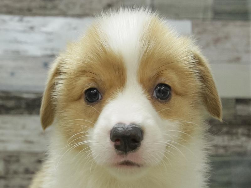 滋賀県のウェルシュコーギーペンブローク (ワンラブピエリ守山店/2024年3月24日生まれ/男の子/セーブルホワイト)の子犬