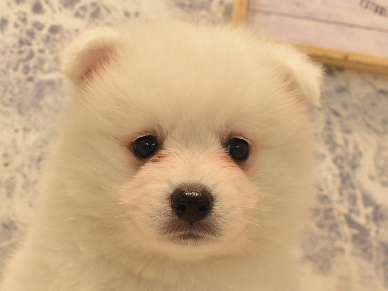 奈良県の日本スピッツ (ワンラブミ・ナーラ奈良店/2024年3月22日生まれ/男の子/ホワイト)の子犬