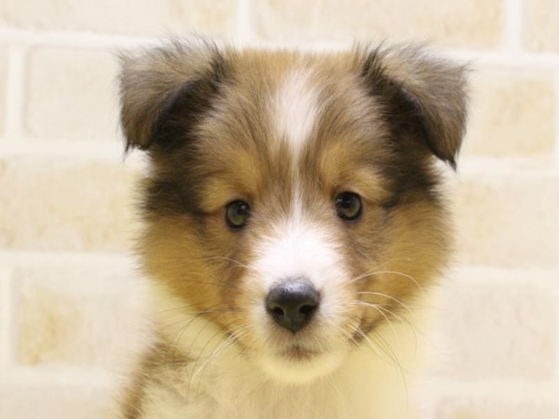 神奈川県のシェットランドシープドッグ (ワンラブCoaska Bayside横須賀店/2024年3月23日生まれ/女の子/セーブルホワイト)の子犬
