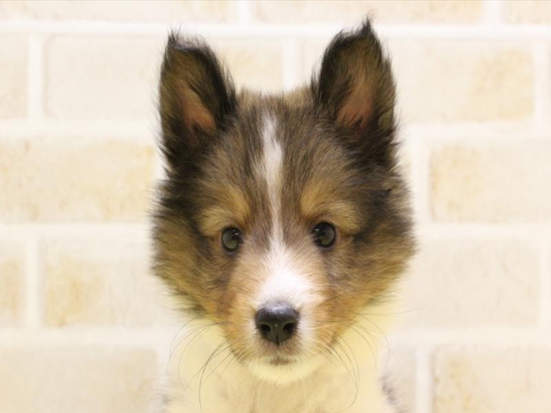 青森県のシェットランドシープドッグ (ワンラブエルムの街店/2024年3月23日生まれ/男の子/セーブルホワイト)の子犬