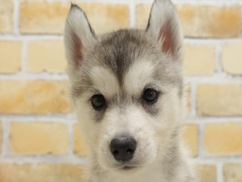 広島県のシベリアンハスキー (ワンラブTHE OUTLETS HIROSHIMA店/2024年3月25日生まれ/女の子/シルバーホワイト)の子犬