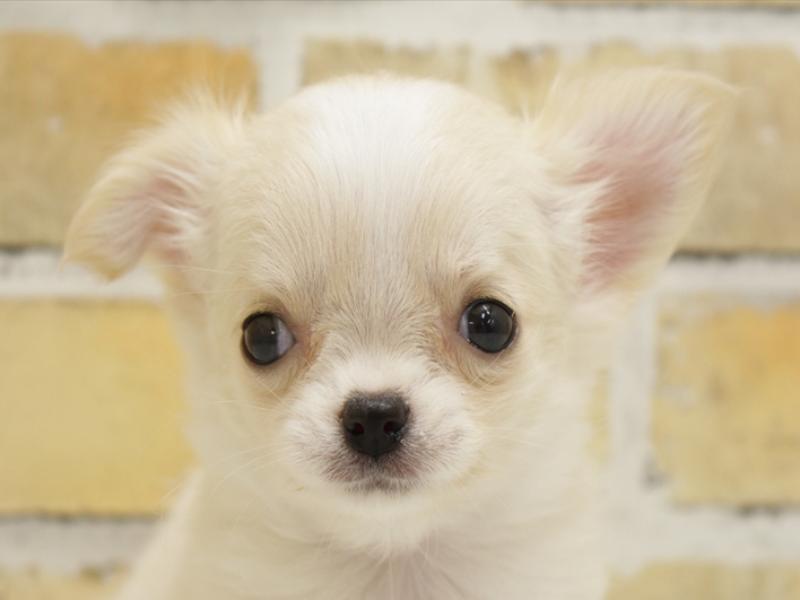 広島県のチワワ(ロング) (ワンラブTHE OUTLETS HIROSHIMA店/2024年3月24日生まれ/女の子/クリームホワイト)の子犬