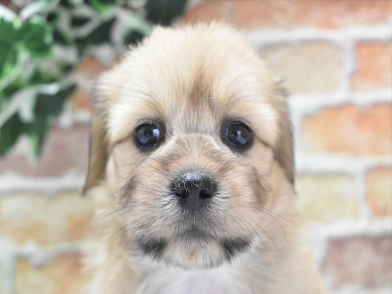 滋賀県のハーフ犬 (ワンラブカインズ彦根店/2024年3月26日生まれ/女の子/フォーン)の子犬