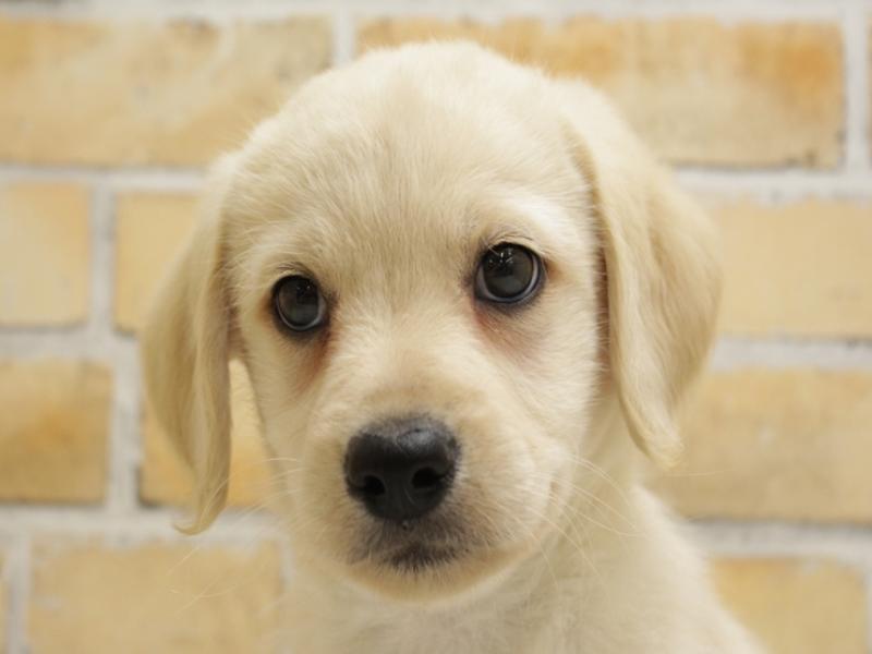 広島県のハーフ犬 (ワンラブカインズ広島LECT店/2024年3月22日生まれ/男の子/イエロー)の子犬