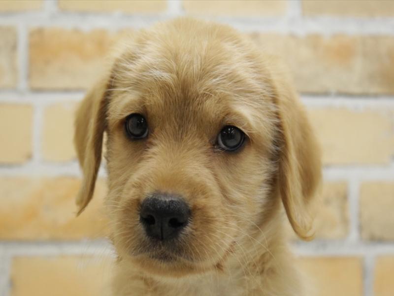 広島県のハーフ犬 (ワンラブ呉焼山店/2024年3月22日生まれ/男の子/イエロー)の子犬