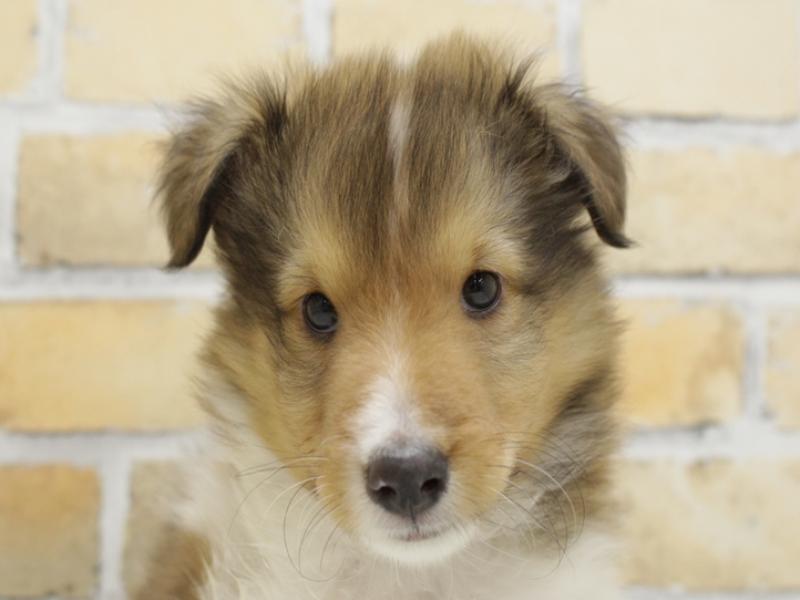 広島県のシェットランドシープドッグ (ワンラブTHE OUTLETS HIROSHIMA店/2024年3月24日生まれ/男の子/セーブルホワイト)の子犬