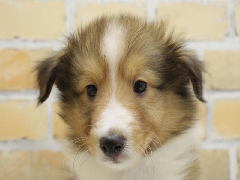 熊本県のシェットランドシープドッグ (ワンラブゆめタウン光の森店/2024年3月24日生まれ/男の子/セーブルホワイト)の子犬