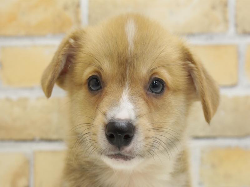 広島県のウェルシュコーギーペンブローク (ワンラブTHE OUTLETS HIROSHIMA店/2024年3月25日生まれ/男の子/レッドホワイト)の子犬