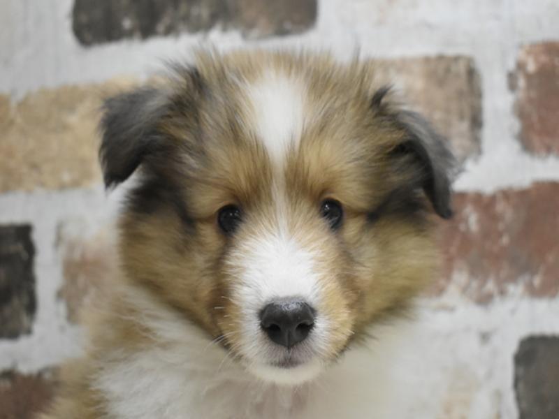 滋賀県のシェットランドシープドッグ (ワンラブピエリ守山店/2024年3月26日生まれ/男の子/セーブルホワイト)の子犬