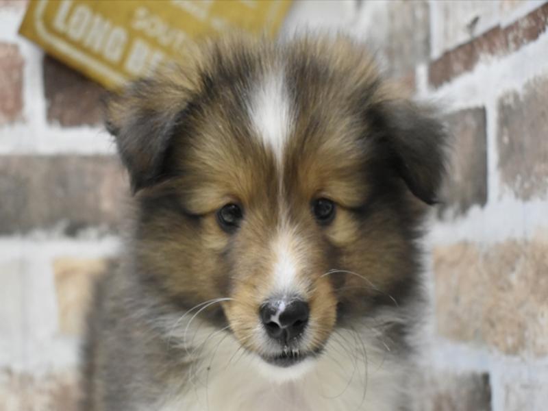 静岡県のシェットランドシープドッグ (ワンラブ浜松本店/2024年3月26日生まれ/女の子/セーブルホワイト)の子犬