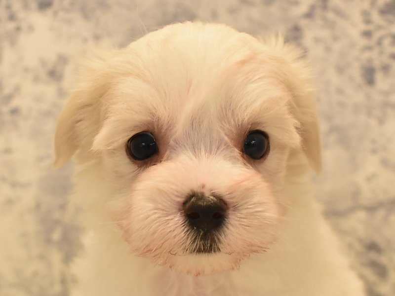 埼玉県のハーフ犬 (ワンラブアリオ川口店/2024年3月28日生まれ/女の子/ホワイト)の子犬