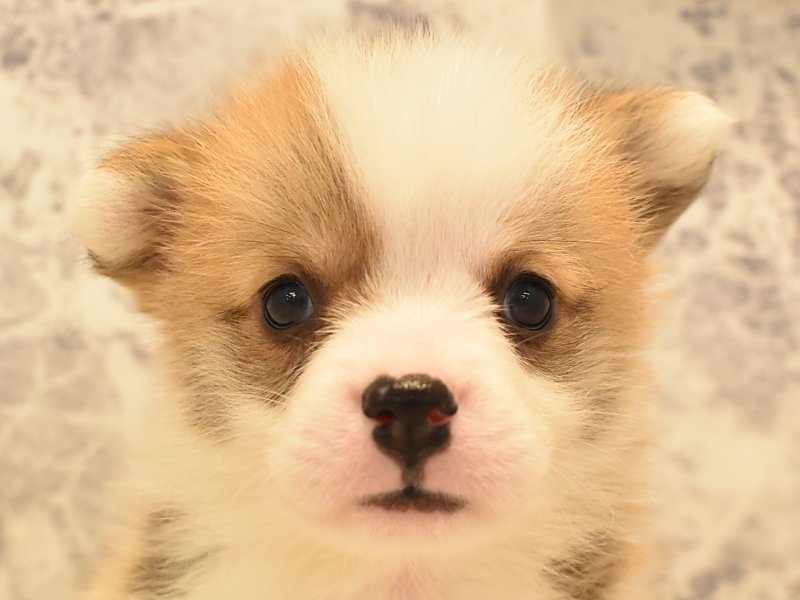 埼玉県のウェルシュコーギーペンブローク (ワンラブアリオ川口店/2024年3月28日生まれ/男の子/レッドホワイト)の子犬