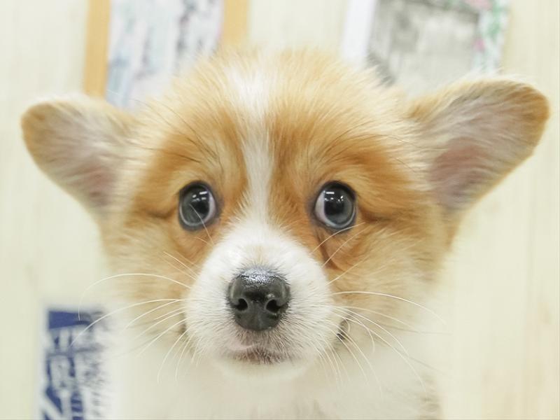 愛知県のハーフ犬 (ワンラブ星崎店/2024年3月28日生まれ/男の子/セーブルホワイト)の子犬