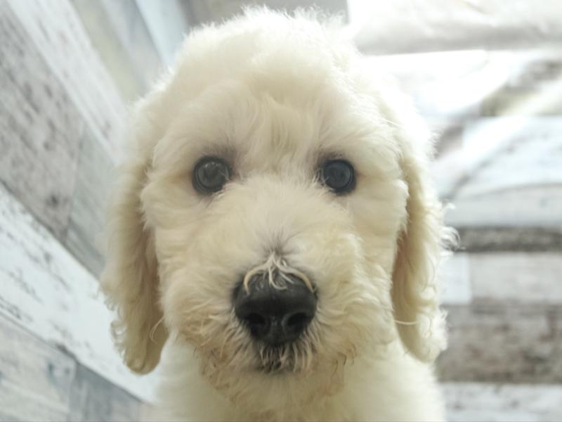 愛知県のスタンダードプードル (ワンラブコメリパワー中志段味店/2024年3月30日生まれ/男の子/ホワイト)の子犬