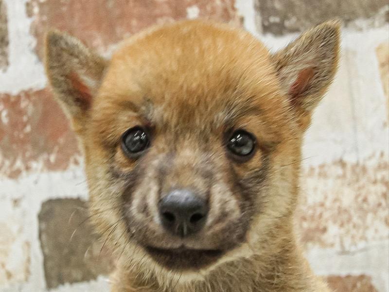 鹿児島県のハーフ犬 (ワンラブニシムタ N'sCITY谷山店/2024年3月31日生まれ/女の子/赤)の子犬