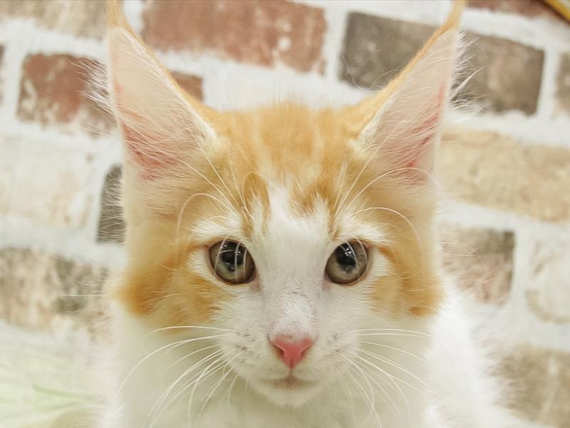愛知県のメインクーン (ワンラブカインズ小牧店/2024年3月20日生まれ/女の子/レッドタビーホワイト)の子猫