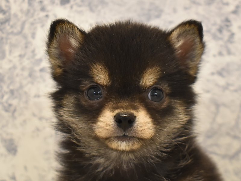 神奈川県のハーフ犬 (ワンラブCoaska Bayside横須賀店/2024年3月29日生まれ/女の子/黒)の子犬