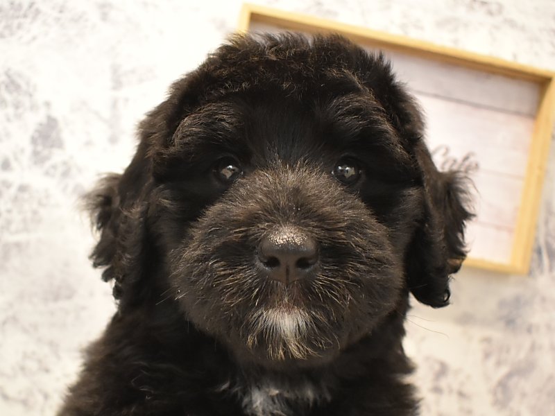 神奈川県のハーフ犬 (ワンラブCoaska Bayside横須賀店/2024年3月29日生まれ/女の子/ブラック)の子犬