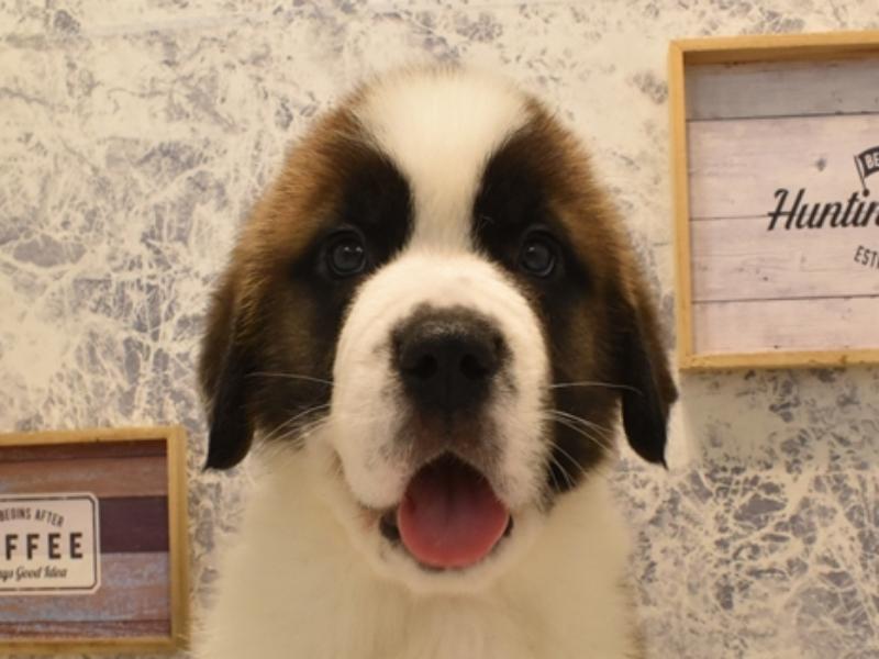 神奈川県のセントバーナード (ワンラブCoaska Bayside横須賀店/2024年4月1日生まれ/男の子/ブラウンホワイト)の子犬