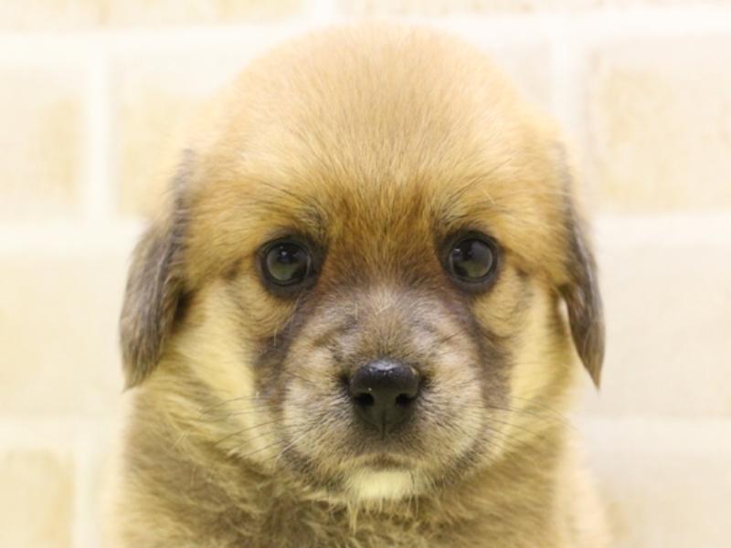 鹿児島県のハーフ犬 (ワンラブニシムタ N'sCITY谷山店/2024年4月1日生まれ/女の子/オレンジ)の子犬