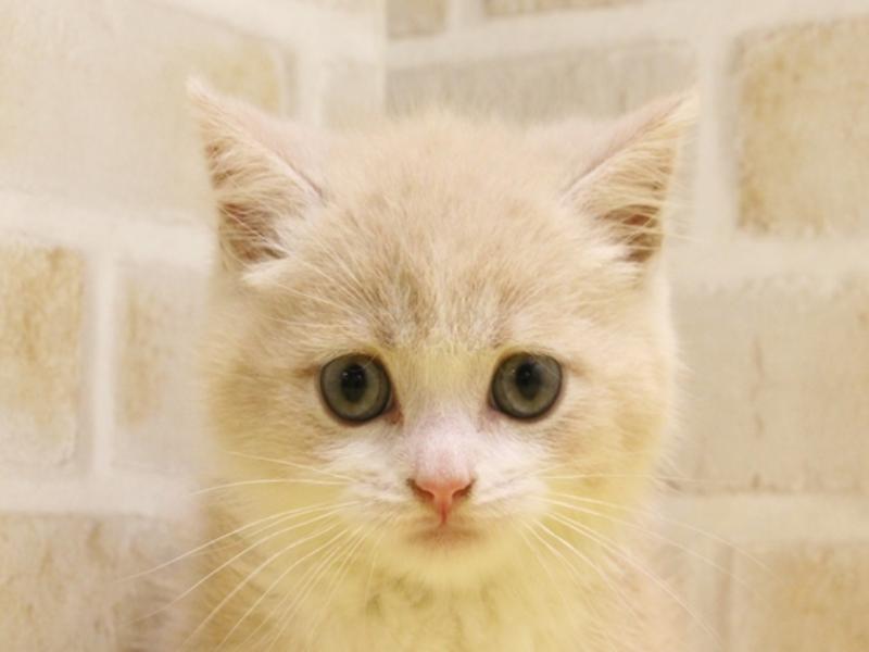 神奈川県のミヌエット (ワンラブカインズ三浦店/2024年3月31日生まれ/男の子/クリームタビーホワイト)の子猫