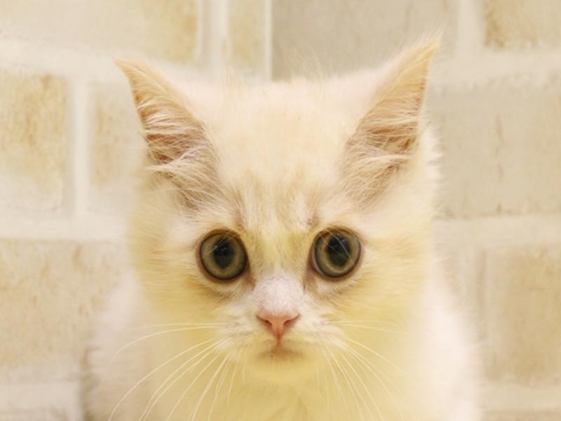 新潟県のミヌエット (ワンラブ長岡 リナシエKITAMACHI店/2024年3月31日生まれ/男の子/カメオタビーホワイト)の子猫
