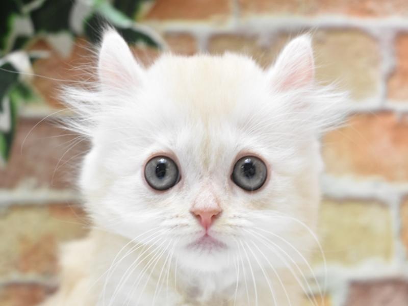 千葉県のアメリカンカール (ワンラブイオンタウン成田富里店/2024年4月1日生まれ/女の子/クリームタビーホワイト)の子猫