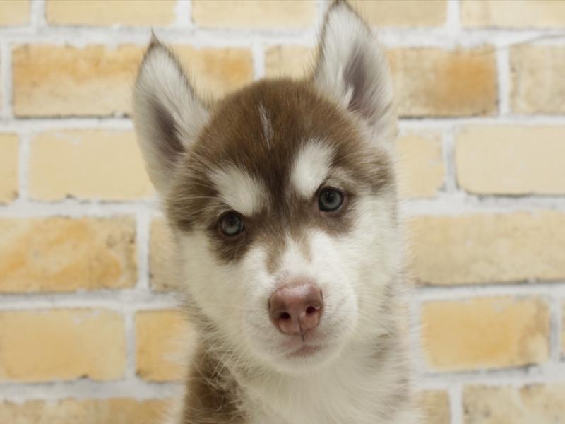 熊本県のシベリアンハスキー (ワンラブイオンタウン西熊本店/2024年4月1日生まれ/男の子/チョコレートホワイト)の子犬