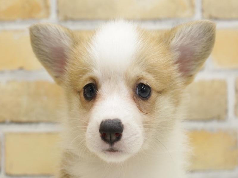 福岡県のウェルシュコーギーペンブローク (ワンラブ福岡総本店/2024年4月1日生まれ/女の子/レッドホワイト)の子犬