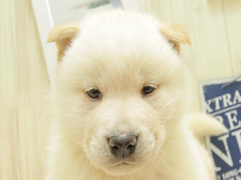奈良県の柴犬(標準サイズ) (ワンラブミ・ナーラ奈良店/2024年10月12日生まれ/男の子/白)の子犬