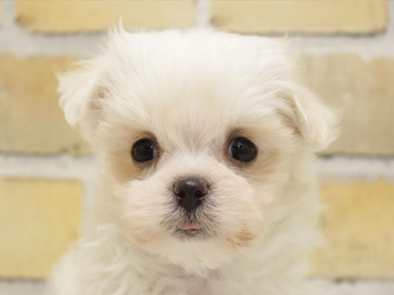 福岡県のマルチーズ (ワンラブ福岡総本店/2024年10月21日生まれ/男の子/ホワイト)の子犬