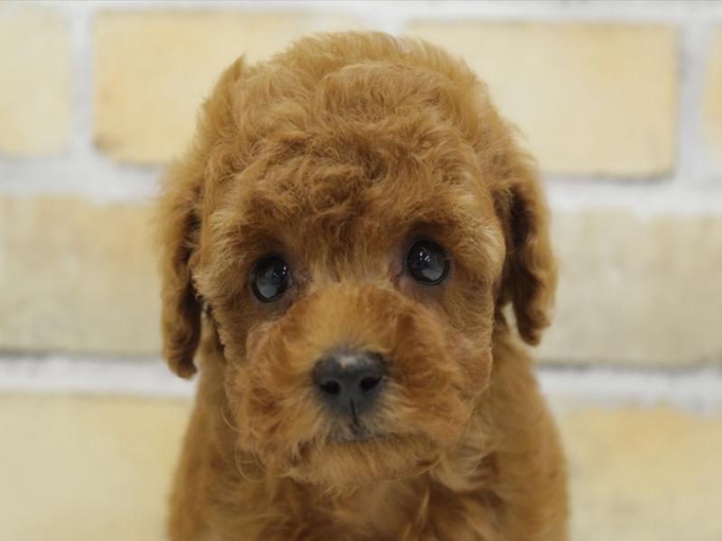 福岡県のタイニープードル (ワンラブ福岡総本店/2024年10月26日生まれ/男の子/レッド)の子犬