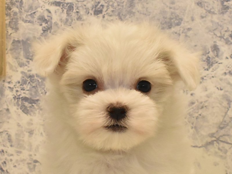 千葉県のマルチーズの子犬を価格や特徴で探す|ペットショップ探すならpetmi, 画像サイズ:800x600