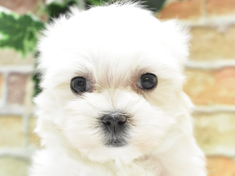 岡山県のマルチーズ (ワンラブアリオ倉敷店/2024年11月11日生まれ/男の子/ホワイト)の子犬