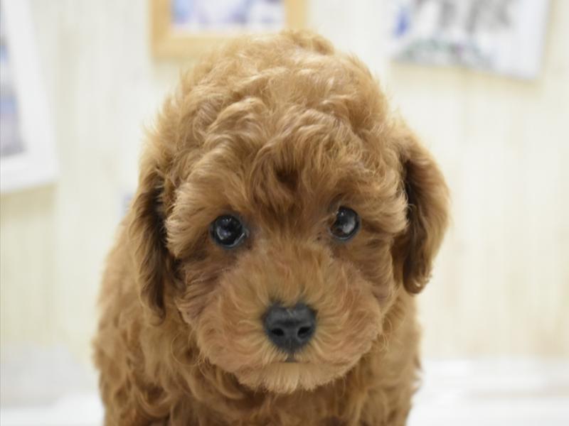 山形県のトイプードル(トイ) (ワンラブイオンモール三川店/2024年12月4日生まれ/女の子/レッド)の子犬