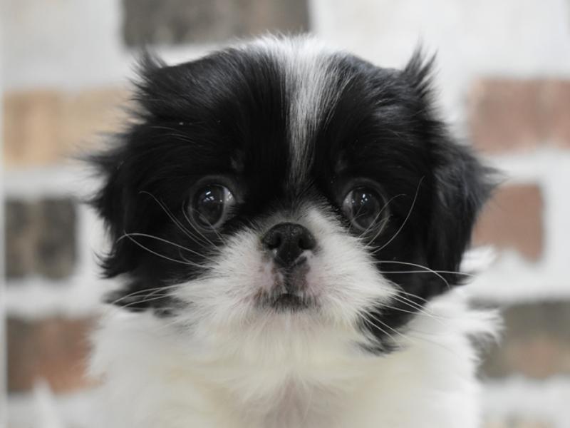 愛知県の狆 (ワンラブイオンモール常滑店/2024年12月5日生まれ/女の子/白黒)の子犬