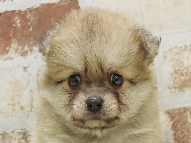 富山県のポメラニアン (ワンラブ富山ファボーレ店/2024年12月6日生まれ/男の子/クリーム)の子犬