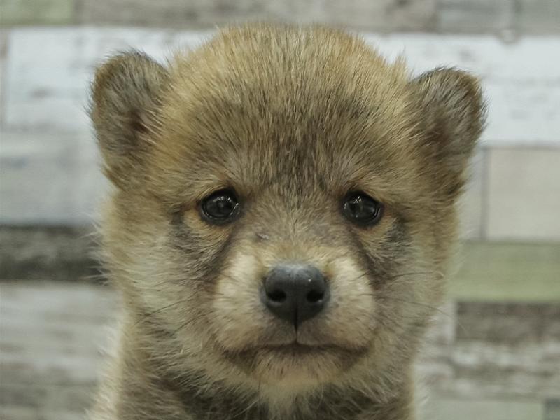 大阪府の豆柴 (ワンラブイオンモール日根野店/2024年12月14日生まれ/女の子/赤)の子犬