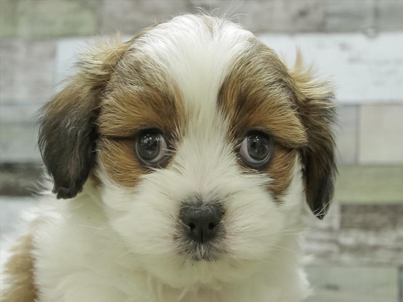 宮崎県のハーフ犬・ミックス犬 (ワンラブｽｰﾊﾟｰｾﾝﾀｰﾆｼﾑﾀ五十市店/2024年12月14日生まれ/男の子/ブレンハイム)の子犬